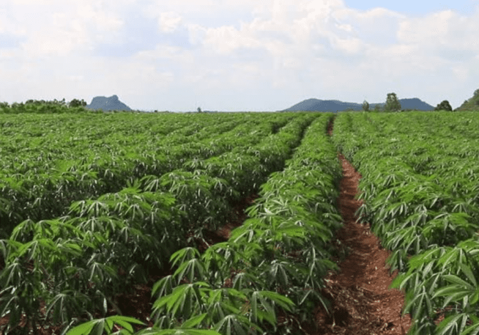 Nigeria cassava farm