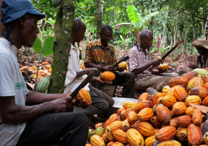 Industry Stakeholders Seek To Match New EU Cocoa Policy With Sustainability