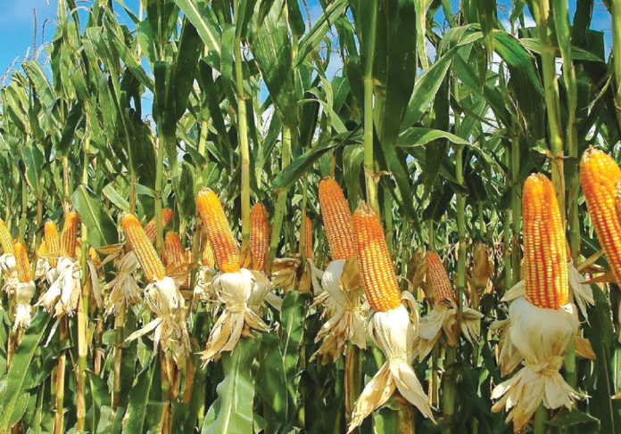 Food Prices Crash in Taraba State After Bumper Harvest