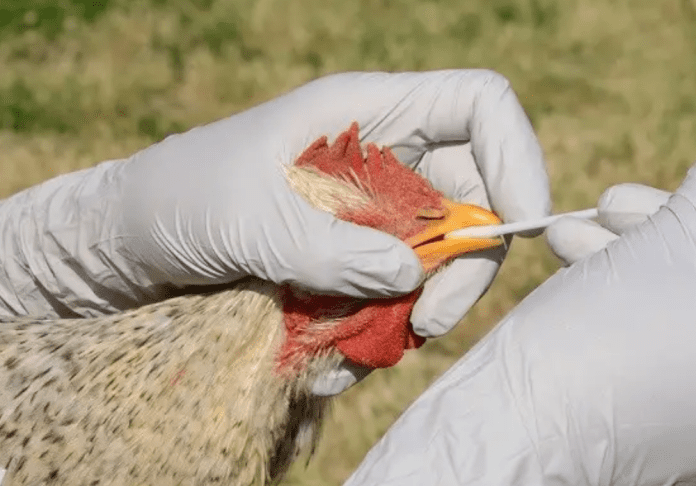 FG Rejects Calls For Vaccination Against Bird Flu.
