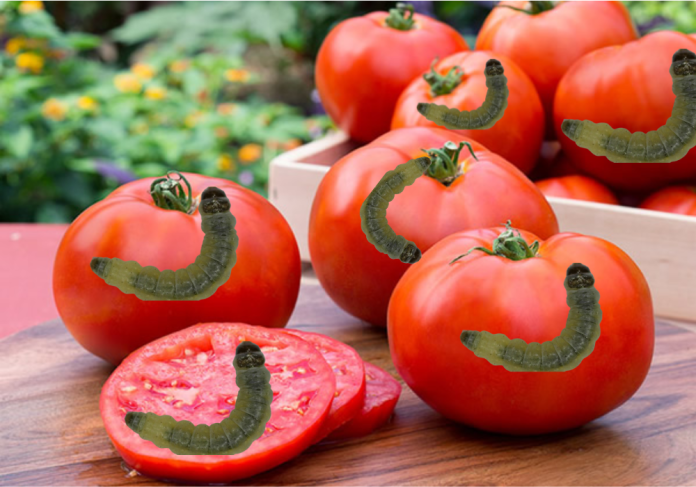 Tomato Ebola Threatens Scarcity, Billions In Losses