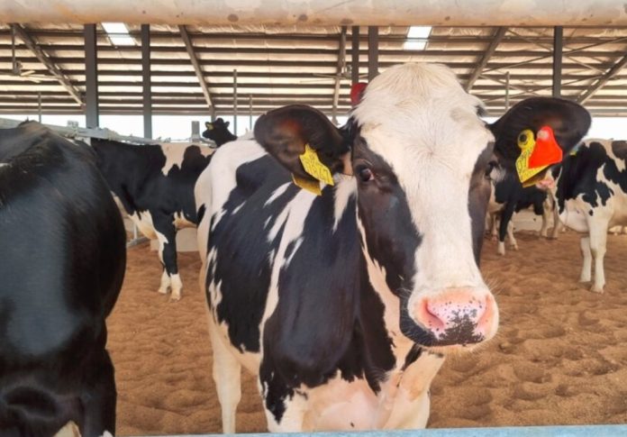 Arla Foods Inaugurates 200-Hectares Dairy Farm In Nigeria
