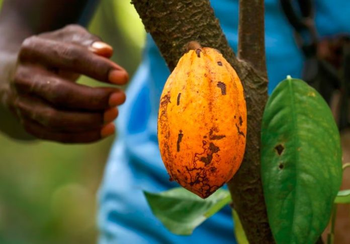 Yoruba Elites Urge FG To Prioritise Cocoa Over Petroleum For Economic Recovery