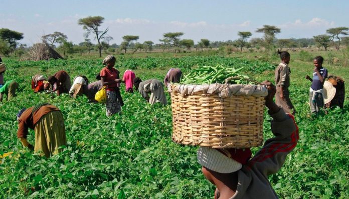 Nigeria, FAO Commit To $99.5M Agriculture Project Over 6,000 Lagos Farmers Receive World Bank COVID-19 Aid