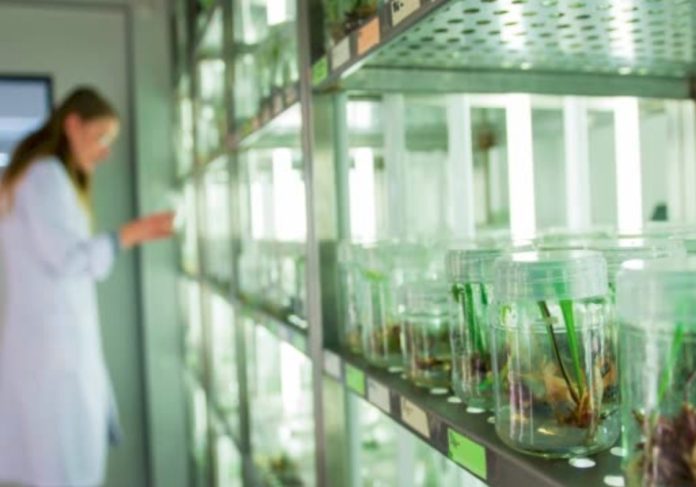 Israeli Researchers Make Breakthrough Discovery In Plant Gene Editing