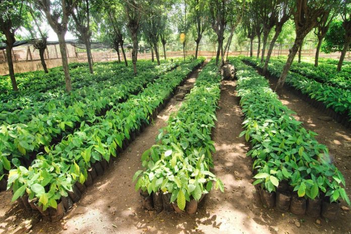 100 Nigerian Farmers Receive Hybrid Cocoa Seeds, Chemicals