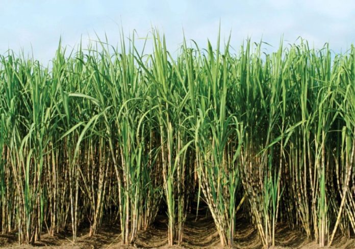 Ethiopia To Scrap Sugar Imports Within 5 Years