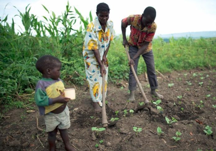 Agriculture Contributes 82 Per Cent Of Sub-Saharan Child Labour