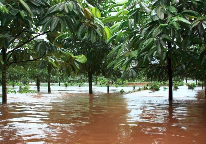 African Food Crisis Deepens As Floods, Drought Ravage Crops