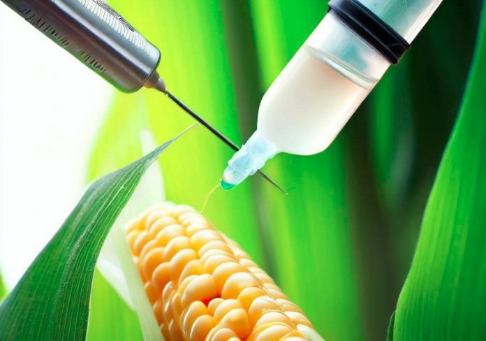 Kenya Appeal Court Upholds GM Crops Ban