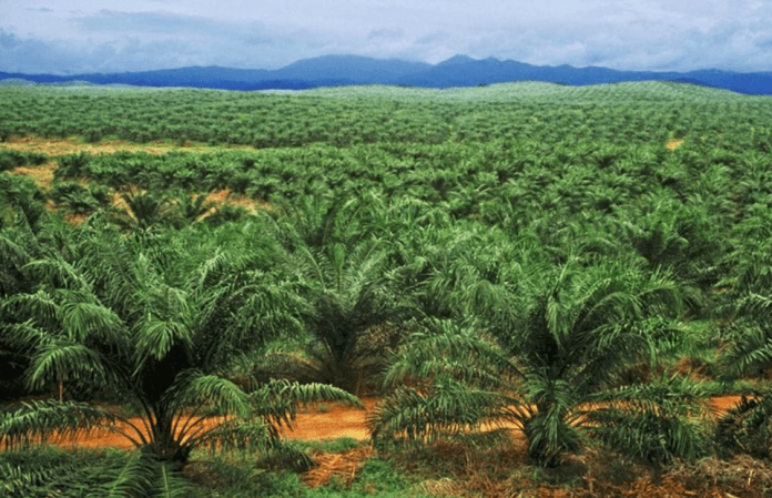 Nigeria's Palm Oil Imports From Malaysia Surge By Over 300 Per Cent In 2023