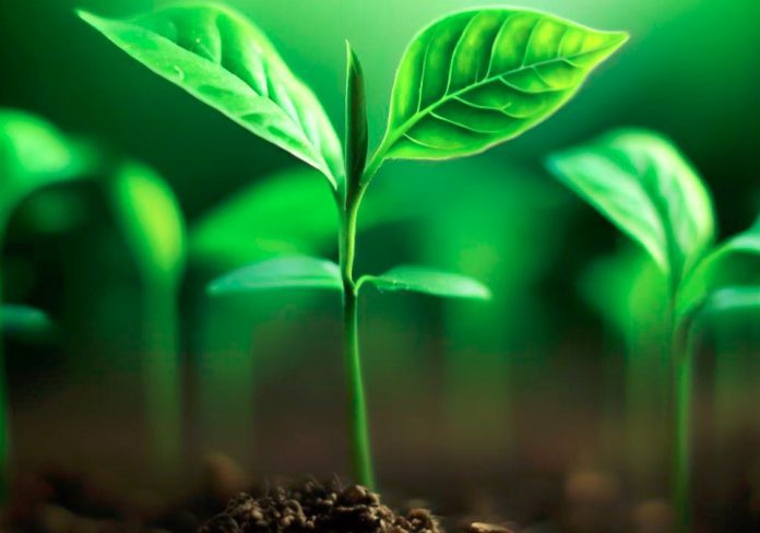 seedling on soil