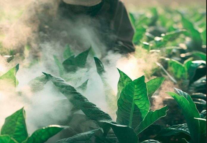 Increased Tobacco Farming Threatening Africa Food Security â WHO