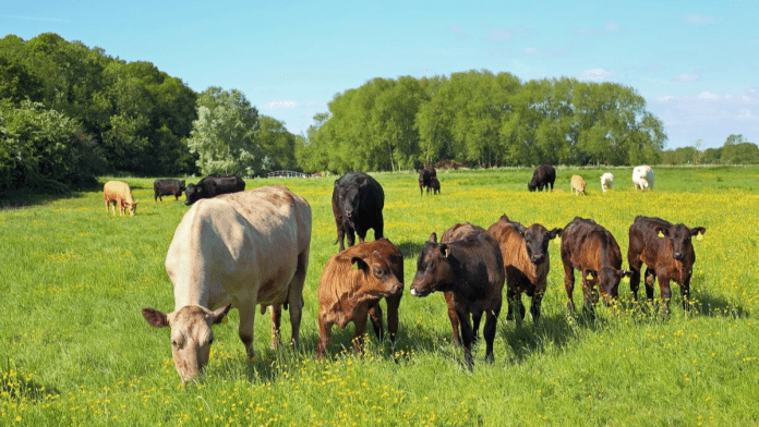 U.S. Cattle Report Shows A 2% Dip, Reflecting Trends In Beef And Dairy Sectors
