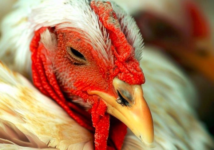 Two More Poultry Workers Test Positive For H5N1 Avian Flu In The UK
