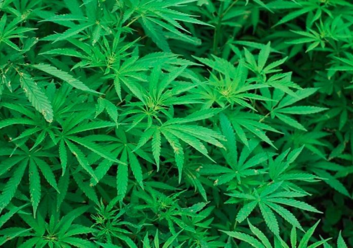 Ghana Passes Bill To Decriminalise Cannabis Cultivation
