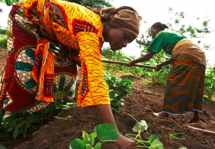 Political Farmers Threaten Food Security â Sokoto Governor Warns