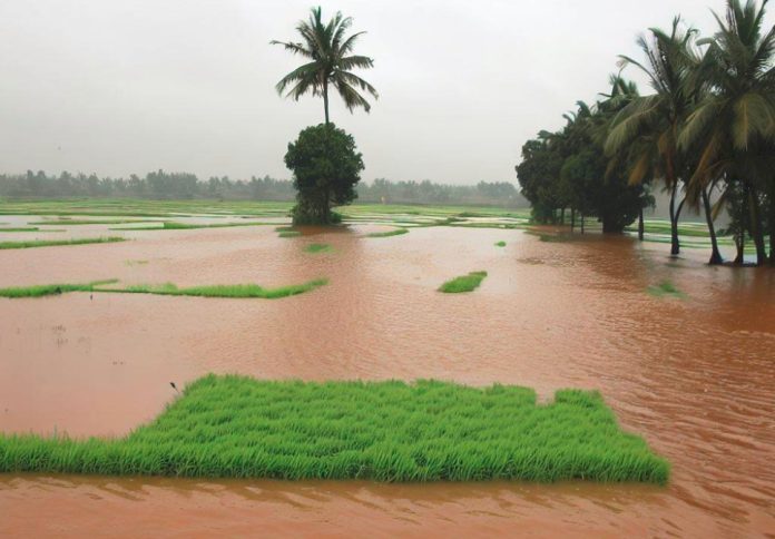china rains flood crops