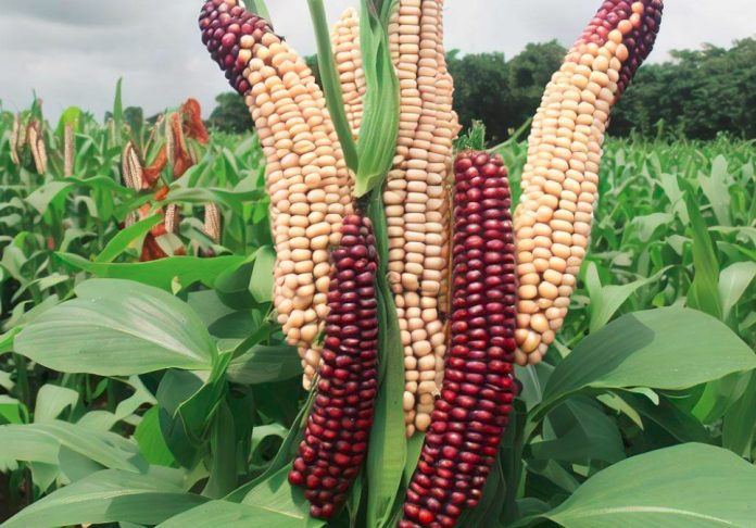 Nigeria to Deploy Gene Editing Technology In Agriculture
