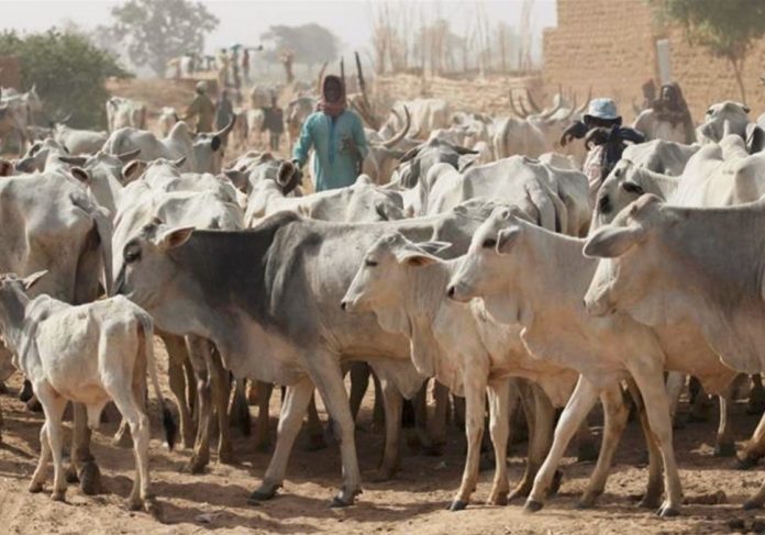 Osun Farmers Protest Herdsmen Attacks, Farmland Destruction