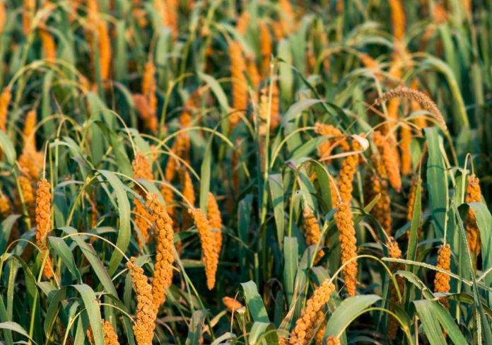 FAO Urges Improved Millet Production To Tackle Hunger In Nigeria