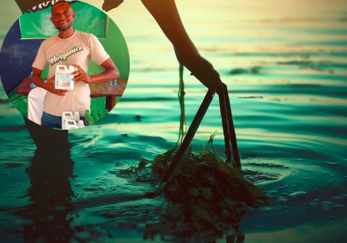 Kenyan Farmer Turns Seaweeds Into Profitable Organic Manure business