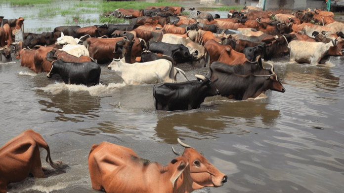 Floods Destroys Livestock Farms, Properties Worth Millions In Eastern Nigeria