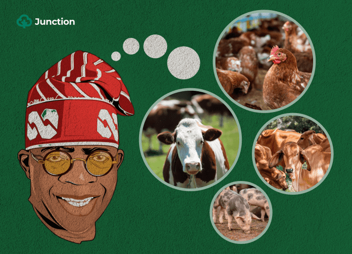 Tinubu Approves National Livestock Reforms, Establishes New Ministry