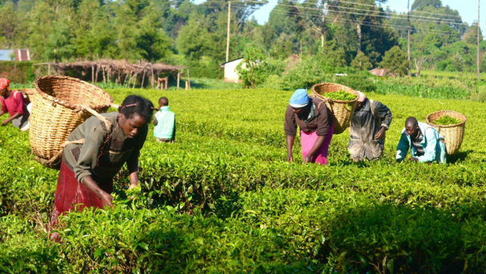 UK Government To Fund Nigeria Agriculture With Â£55M