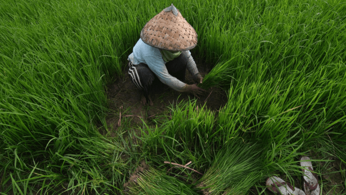 El Nino: Indonesia Prepares 500,000 Hectares For Rice Production In Anticipation