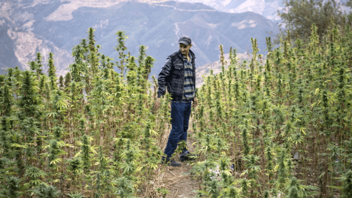 Morocco First Legal Cannabis Crop Planted | Government Calls For More Participation