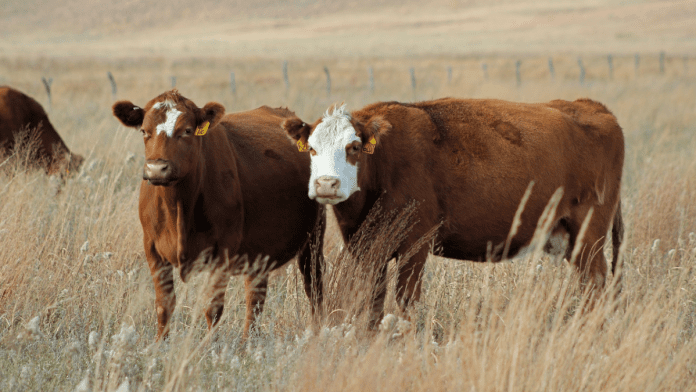 Illinois Scientists Develop High-Yielding Cows For Tanzanian Farmers