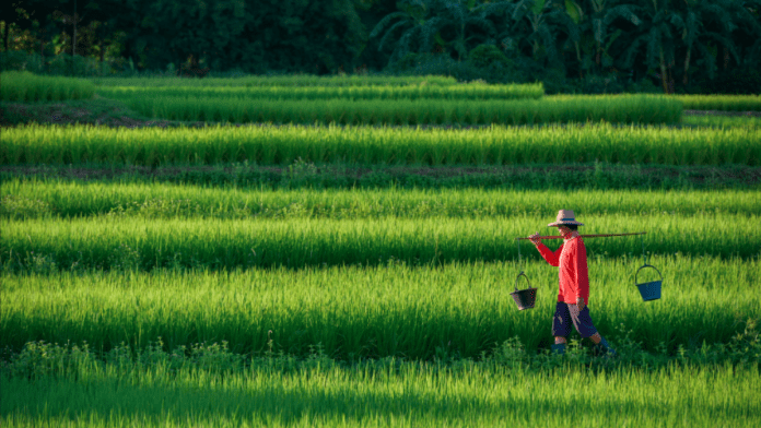 China man walking in a field carrying buckets