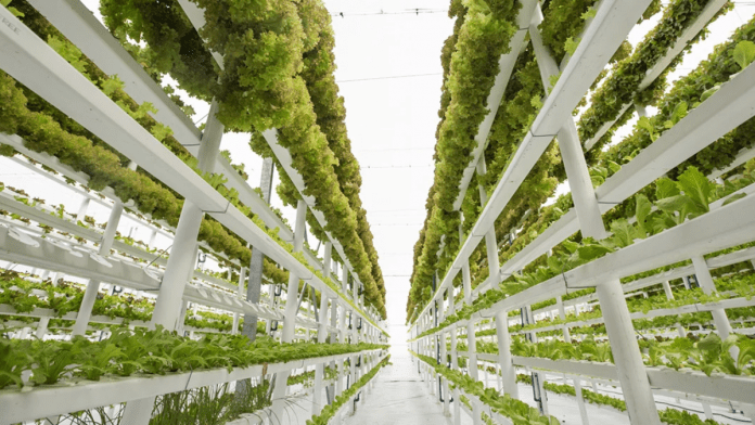 netherlands-agriculture-sector-at-limits-rabobank-calls-for-new-system