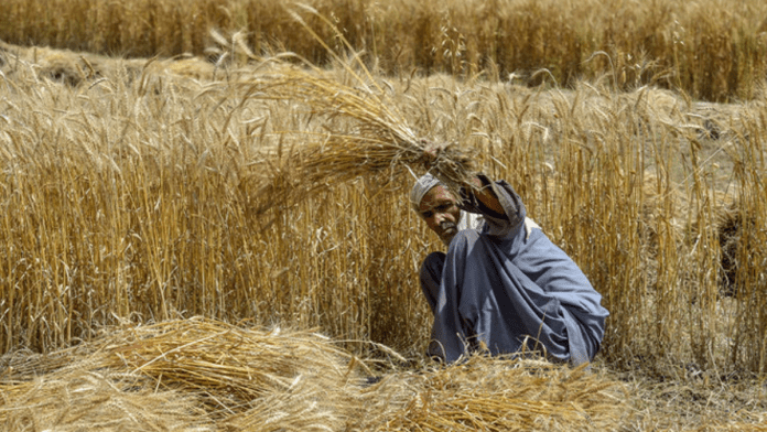 Pakistan Wheat Harvest Forecasts Pass 28 Million Tons â USDA