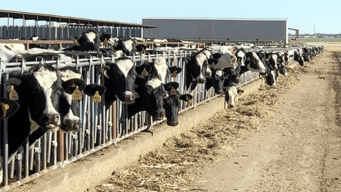 EPA Rejects Appeals To Change Livestock Rules