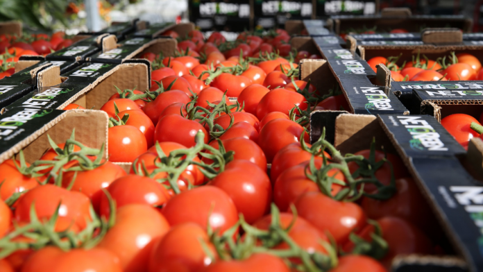 Tomato