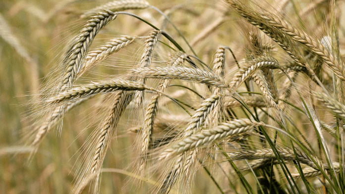 Liberia Completes Phase Towards Improving Agricultural And Rural Statistics