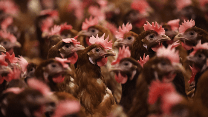 Bird Flu Hits South Africa, Chicken And Egg Prices Surge