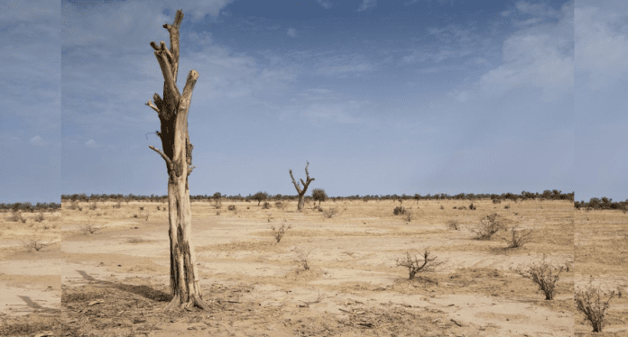 Saudi Arabia Seeks To Combat Desertification With AI