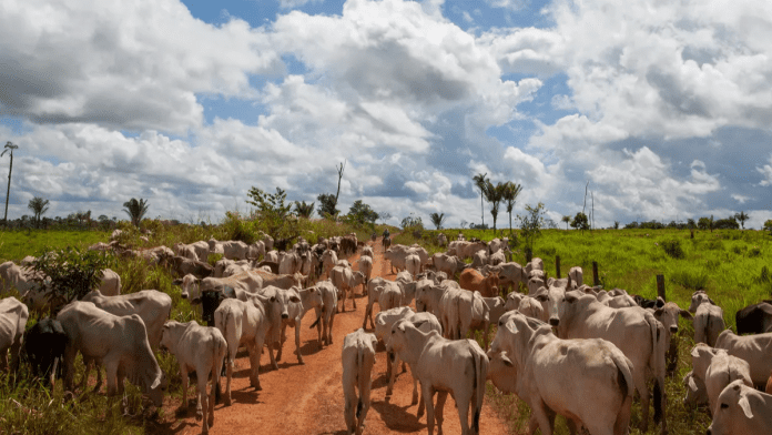 Cattle herding on the road typical of the Miyetti Allah herders in Nigeria
