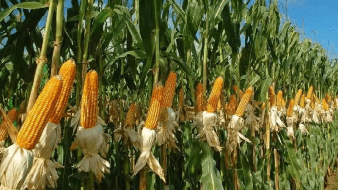 crop production nigeria gdp 2023