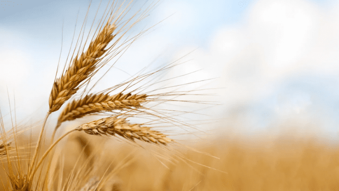 wheat farm