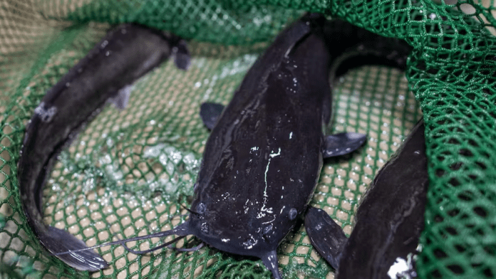 Nigerian Catfish Farmers Bemoan Increasing Inputs Costs
