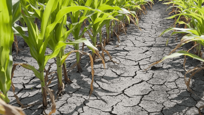 FAO: Efficient Agriculture Can Help Conserve Water