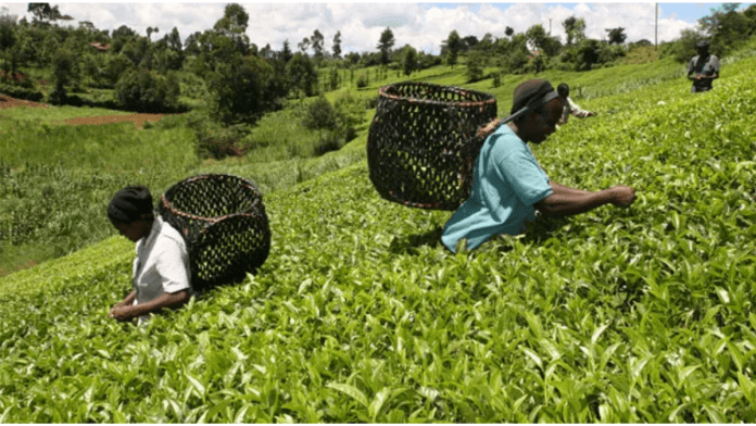 Kenya, USAID Train Legislative Authorities To Develop Agriculture-Friendly Policies
