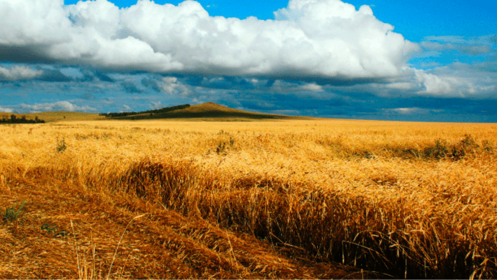 Kazakhstan Appoints New Agriculture Minister