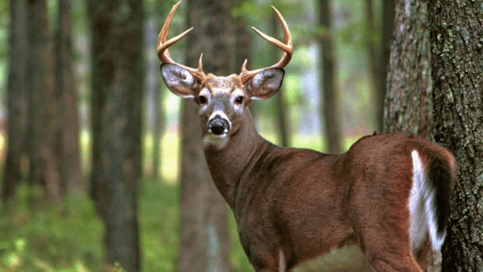 USDA To Run Archery Pilot Program To Control Pittsburgh Deer Population