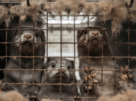 Finland Fur Farming Ban Petition Heads To Parliament For Debate