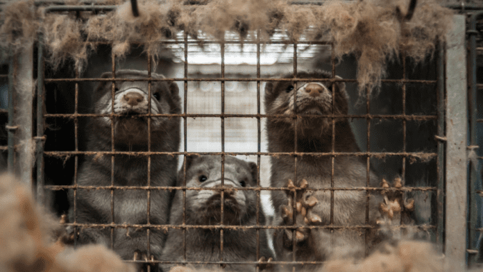 Finland Fur Farming Ban Petition Heads To Parliament For Debate